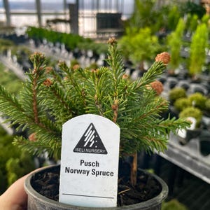 Pre-Bonsai, Pusch Norway Spruce, Live Plant - 4" Growers Pot