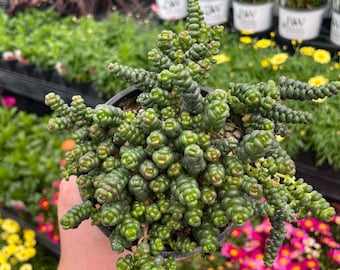 Creeping Sedum 'Old Man’s Bones ' Live Groundcover Succulent Plant - 4" Growers Pot