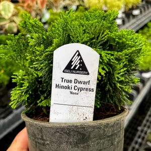 RESTOCKED: Pre-Bonsai, True Dwarf Hinoki Cypress, Live Plant - 4" Growers Pot