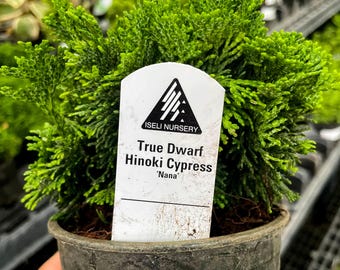 RESTOCKED: Pre-Bonsai, True Dwarf Hinoki Cypress, Live Plant - 4" Growers Pot