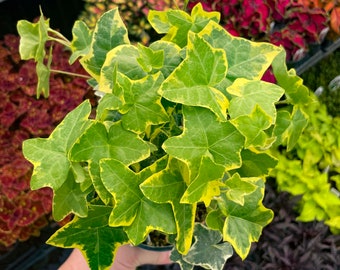 Gold Child Hedera (English Ivy) - 4" Growers Pot