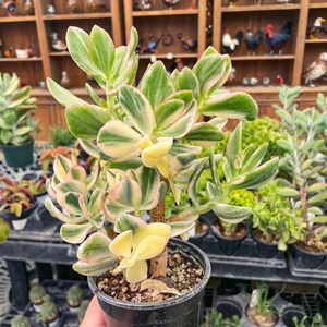 Tricolor Jade, Live Succulent Houseplant, 4" Growers Pot