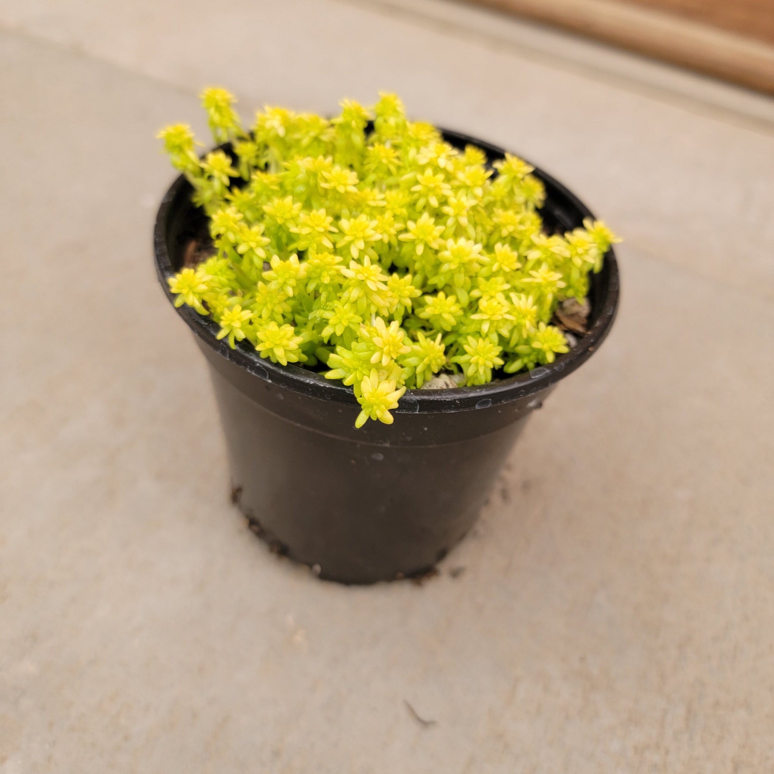 Sedum Fine Gold Leaf' Stonecrop 4 Growers Pot Etsy