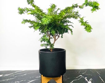 Chamaecyparis obtusa ‘Fernspray Gold’ (Fernspray Gold Hinoki Cypress) - 4" Growers Pot