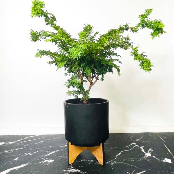 Chamaecyparis obtusa ‘Fernspray Gold’ (Fernspray Gold Hinoki Cypress) - 4" Growers Pot