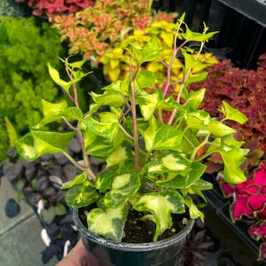 Ivy, Variegated German Ivy, Live Plant, 4&quot; Growers Pot