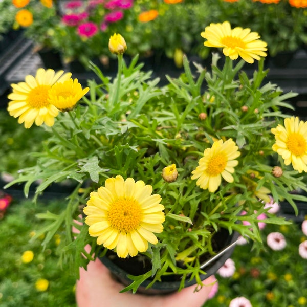 Argyranthemum 'Lollies™ Buttermint' (Marguerite Daisy) - 4" Growers Pot