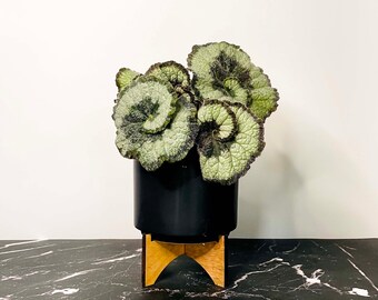 Escargot Rex Begonia - 4" Grower's Pot