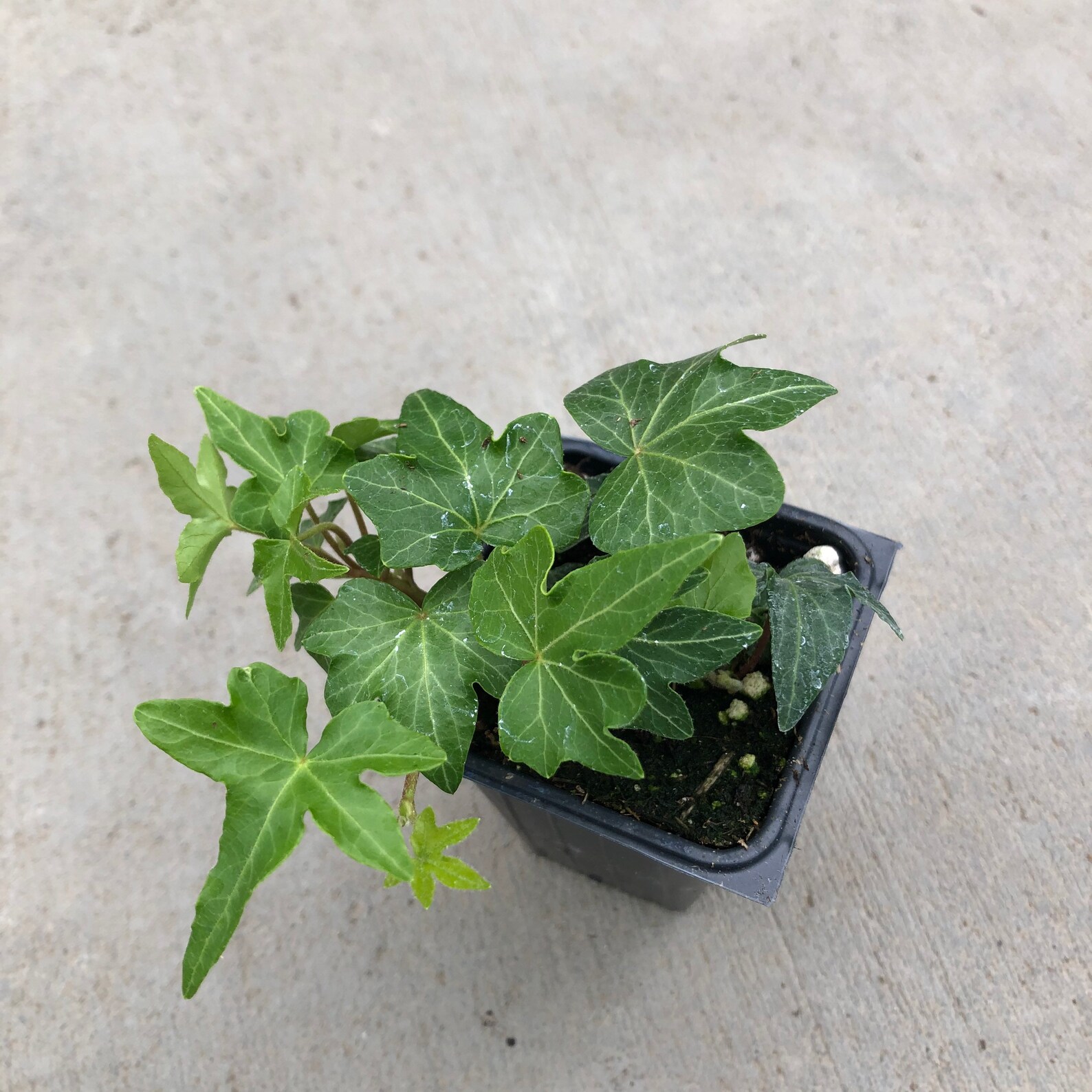 Hedera helix Needlepoint English Ivy 2.5 Growers Pot Etsy