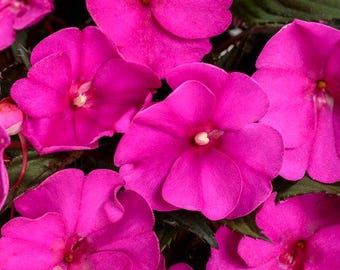 Seasonal Annual, SunPatiens Compact Purple Impatiens, Live Plant, 4" Growers Pot