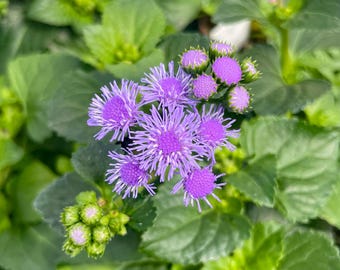 Seasonal Annual, Monarch Magic Ageratum, Live Plant, 4" Growers Pot