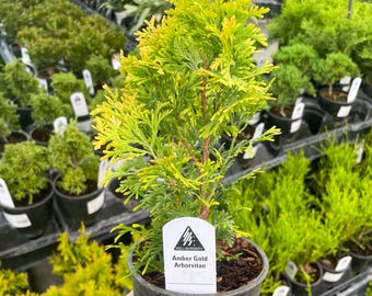 Pre-Bonsai, Jantar Amber Gold Arborvitae, Live Plant - 4" Growers Pot