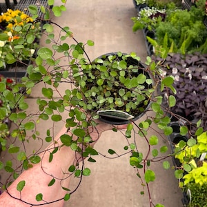 Wire Vine, Large Leaf, Live Plant, 4&quot; Growers Pot