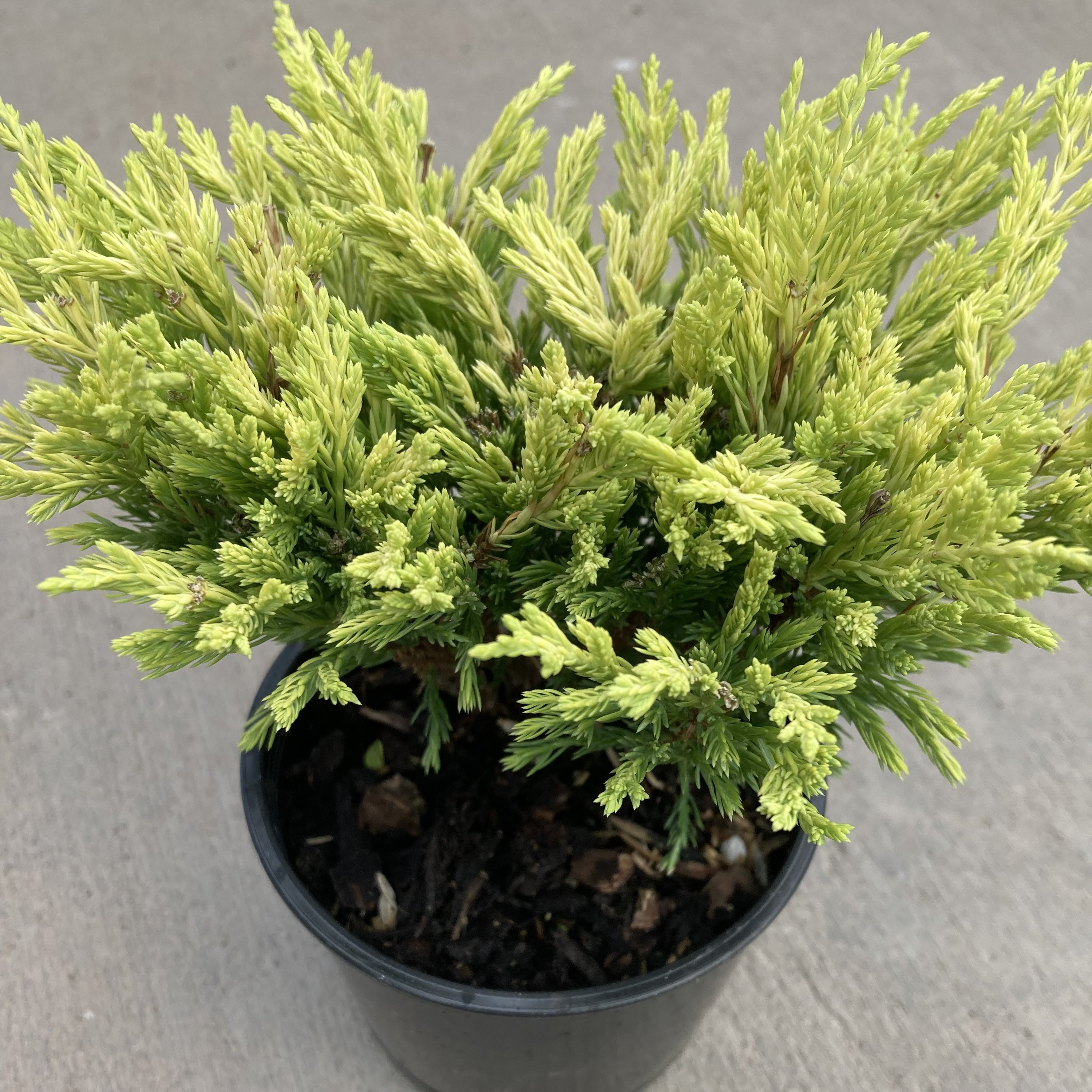 Juniperus Horizontalis 'limeglow' juniper 4 Etsy
