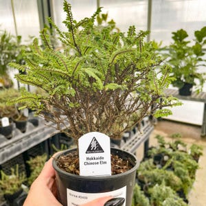 Dwarf Conifer - Etsy