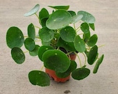 Pilea peperomioides (Chinese Money Plant) - 4 quot Growers Pot