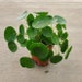 Pilea peperomioides (Chinese Money Plant) - 4' Growers Pot 