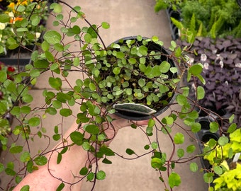 Muehlenbeckia complexa (Big Leaf Wire Vine) - 4" Growers Pot