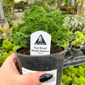 May include: A small, vibrant green True Dwarf Hinoki Cypress 'Nana' plant in a black plastic pot. The plant has dense, textured foliage and a white label with the nursery's logo and plant details.