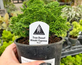 Pre-Bonsai, True Dwarf Hinoki Cypress, Live Plant - 4" Growers Pot
