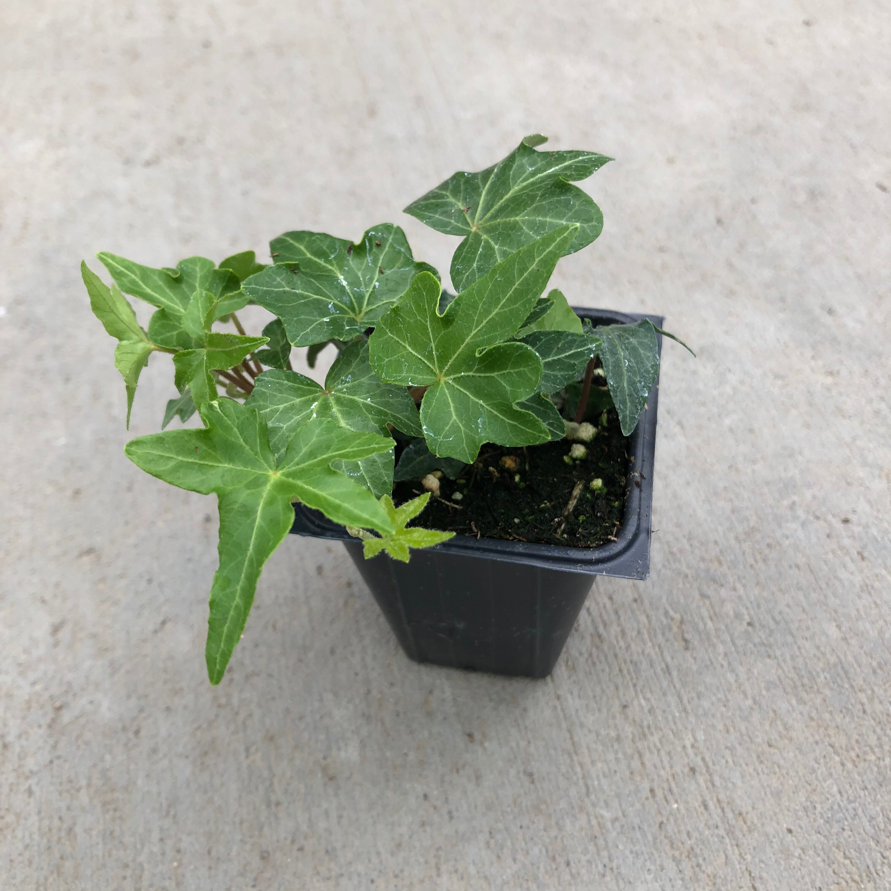 Hedera helix Needlepoint English Ivy 2.5 Growers Pot Etsy