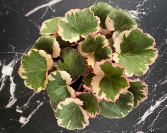 Saxifraga stolonifera 'Tricolor' (Variegated Strawberry Begonia) - 3" Growers Pot