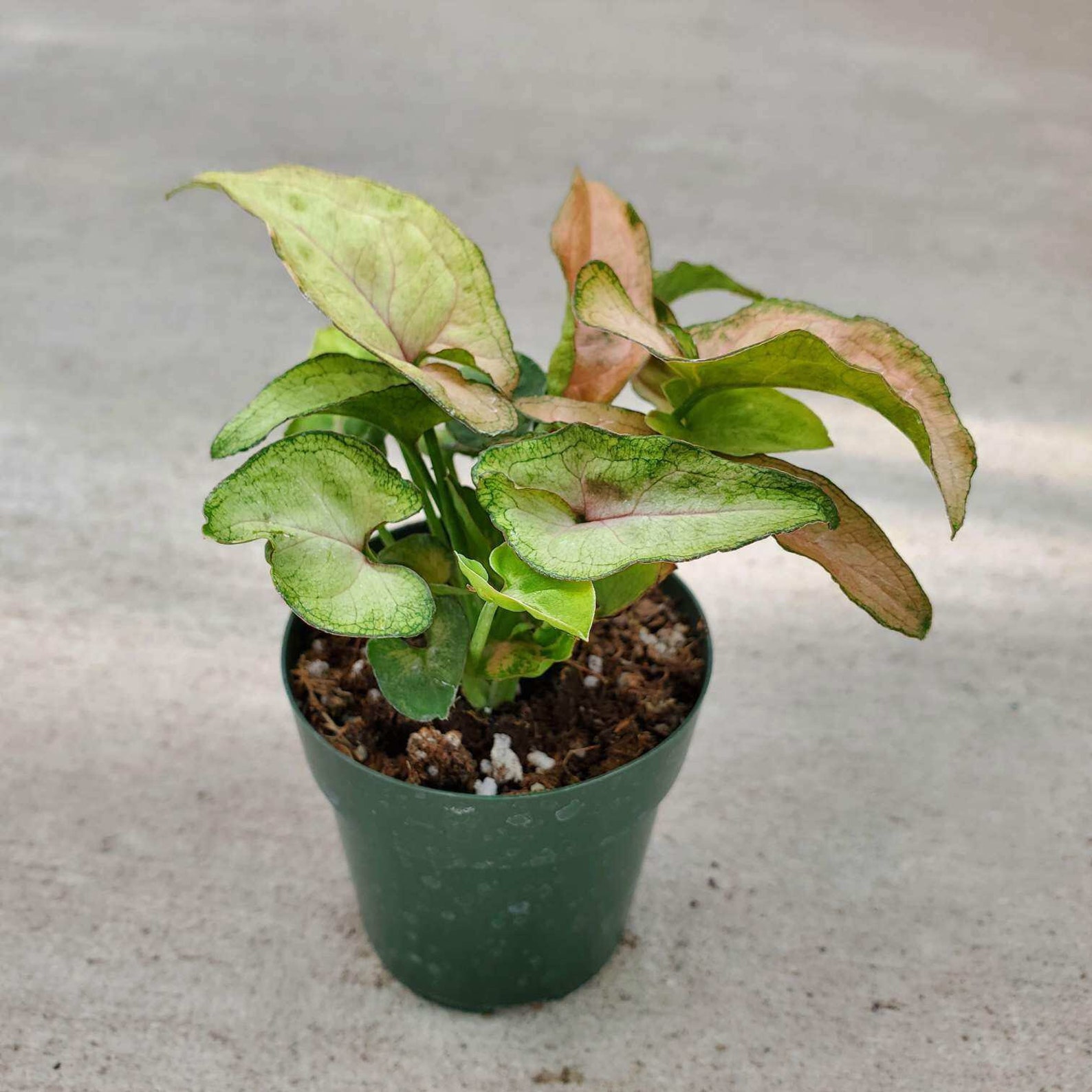 Syngonium �Regina Red� Nephthytis / Arrowhead Plant Etsy