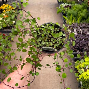 May include: A potted plant with small, round green leaves and thin, reddish-brown stems. The plant is in a black plastic pot and has a trailing growth habit. The background shows other plants in a nursery setting.