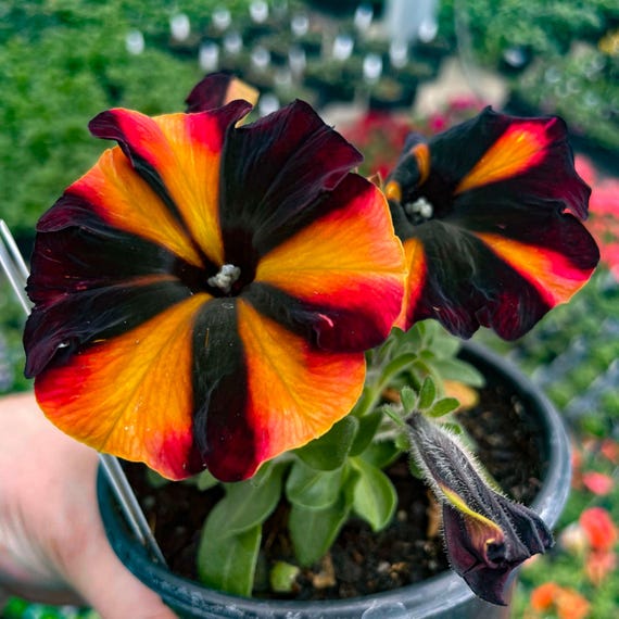 Seasonal Annual, 'Crazytunia Sugar Beet' Petunia, Live Plant, 4" Growers Pot