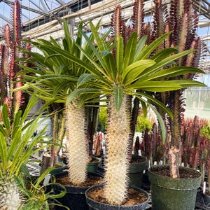 Madagascar Palm, Live Succulent Houseplant, 4&quot; Growers Pot
