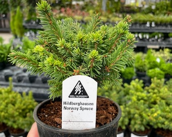 NEW IN: Pre-Bonsai, Hildburghausen Norway Spruce, Live Plant - 4" Growers Pot