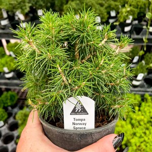 Pre-Bonsai, Tompa Norway Spruce, Live Plant - 4&quot; Growers Pot