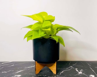 Epipremnum ‘Neon’ (Pothos) - 4" Growers Pot