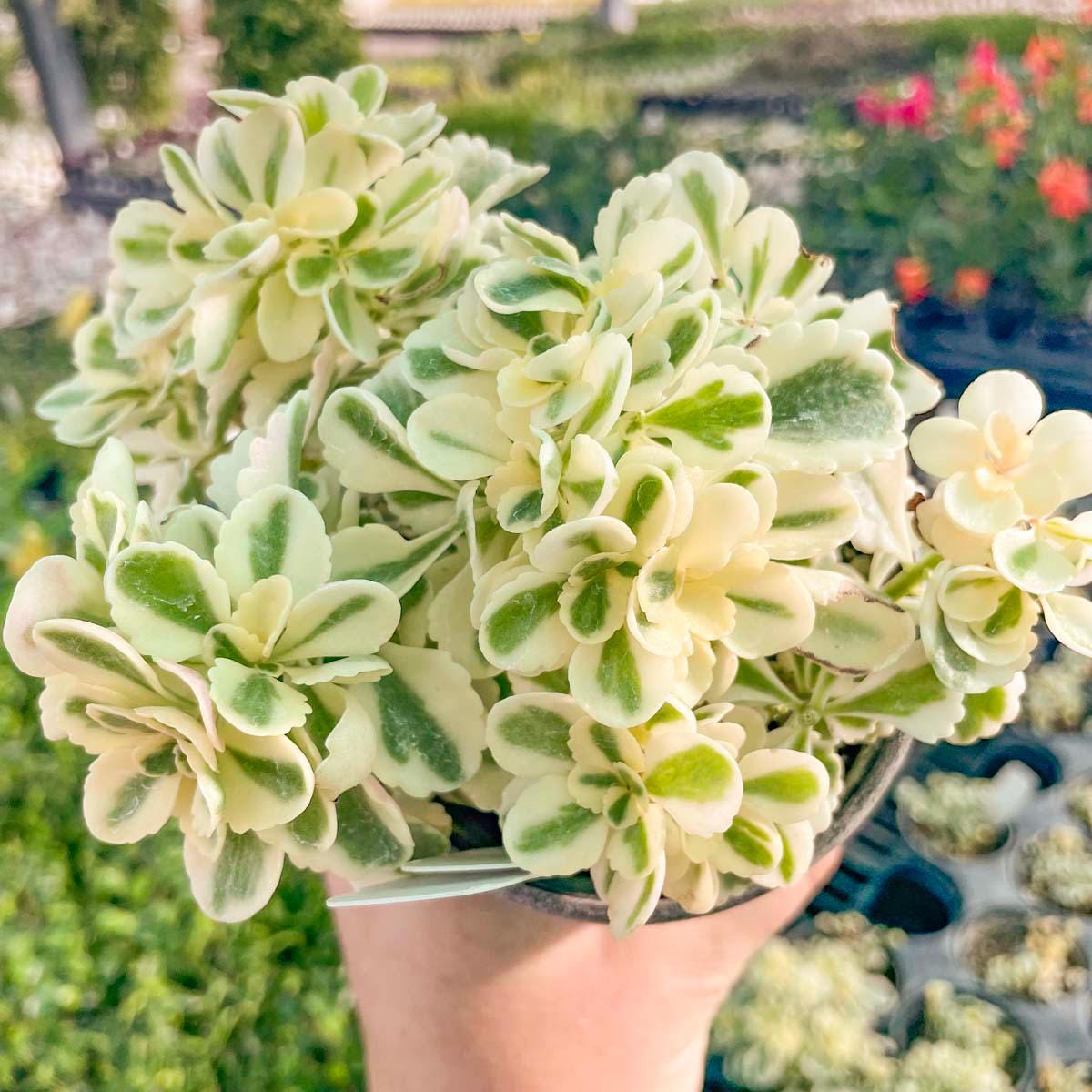 Creeping Stonecrop ‘Atlantis’ Live Groundcover Succulent - 4" Growers Pot