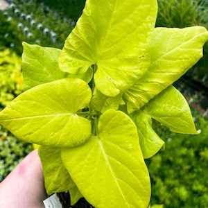 May include: A close-up of a plant with large, bright yellow leaves. The leaves are heart-shaped and have a slightly textured surface.