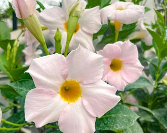 LAST CHANCE: Dipladenia 'Sundenia White' Live Houseplant - 4" Growers Pot