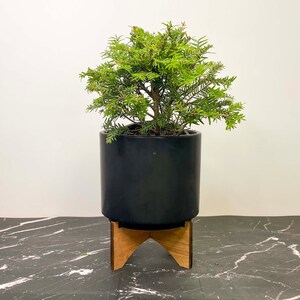 Tsuga canadensis ‘Moon Frost’ (Canadian Hemlock) - 4" Growers Pot