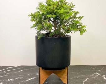 Tsuga canadensis ‘Moon Frost’ (Canadian Hemlock) - 4" Growers Pot