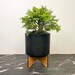 see more listings in the Bonsai Starters section