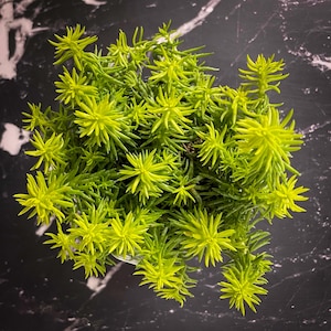 Creeping Sedum 'Angelina' Live Groundcover Succulent - 4" Growers Pot image 3