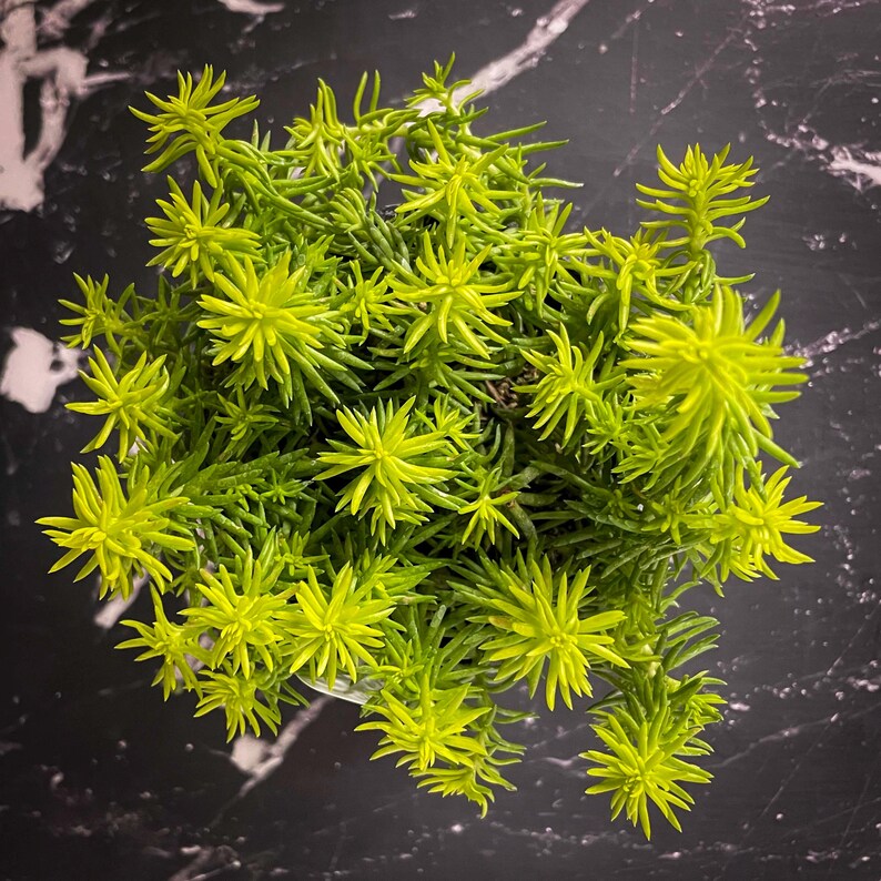 Creeping Sedum 'Angelina' Live Groundcover Succulent - 4" Growers Pot image 3