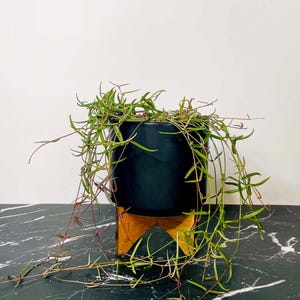 String of Needles, Live Succulent Houseplant, 4" Growers Pot