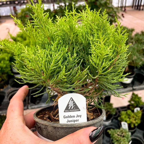 syzygium paniculatum bonsai Topiary Eugenia Tree Form Bonsai