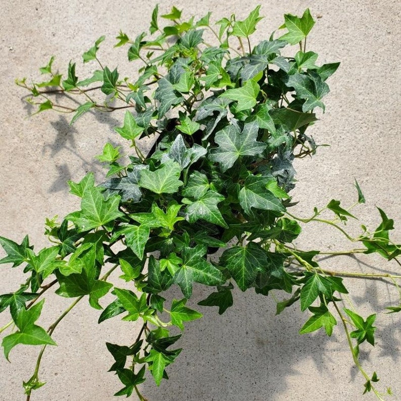 Hedera helix 'Needlepoint' Ivy Quart Growers Pot Etsy