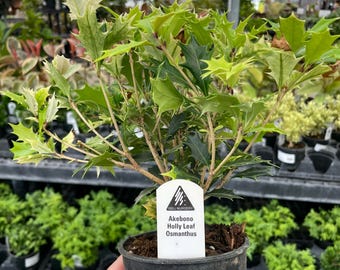NEW IN: Pre-Bonsai, Akebono False Holly, Live Plant - 4" Growers Pot