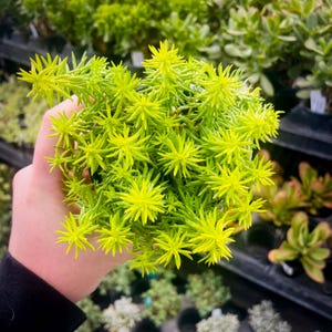 Creeping Sedum 'Angelina' Live Groundcover Succulent - 4" Growers Pot image 2
