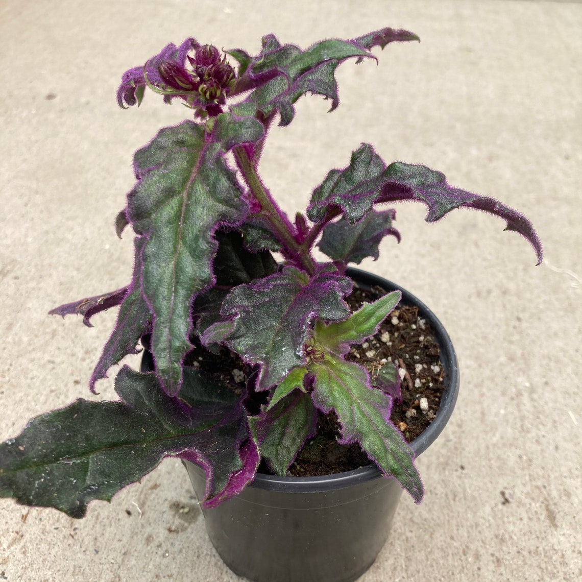 Gynura Aurantiaca purple Passion Plant 4 Growers Pot Etsy