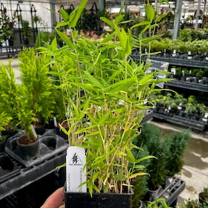 May include: A potted bamboo plant with slender, light green stalks and narrow, pointed leaves. A white rectangular plant tag is inserted into the black plastic nursery pot, featuring the text Geli Nursery and Pleioblastus pygmaeus.