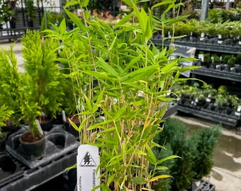 NEW IN: Pygmy Bamboo (Pleioblastus pygmaeus), Live Plant, 4" Growers Pot
