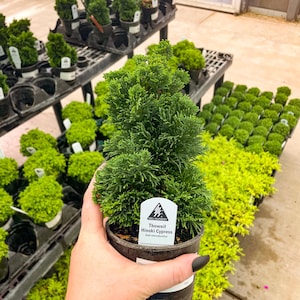 Pre-Bonsai, Thoweil Hinoki Cypress, Live Plant - 4&quot; Growers Pot